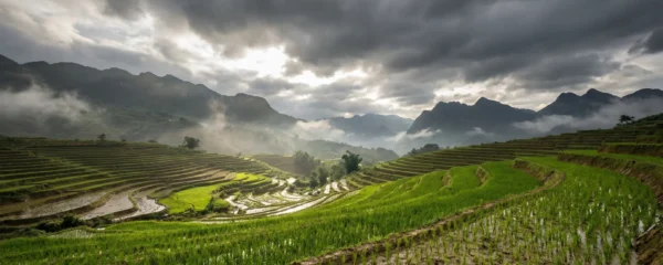 Rizières en terrasse du Nord Vietnam après la mousson, végétation vert intense