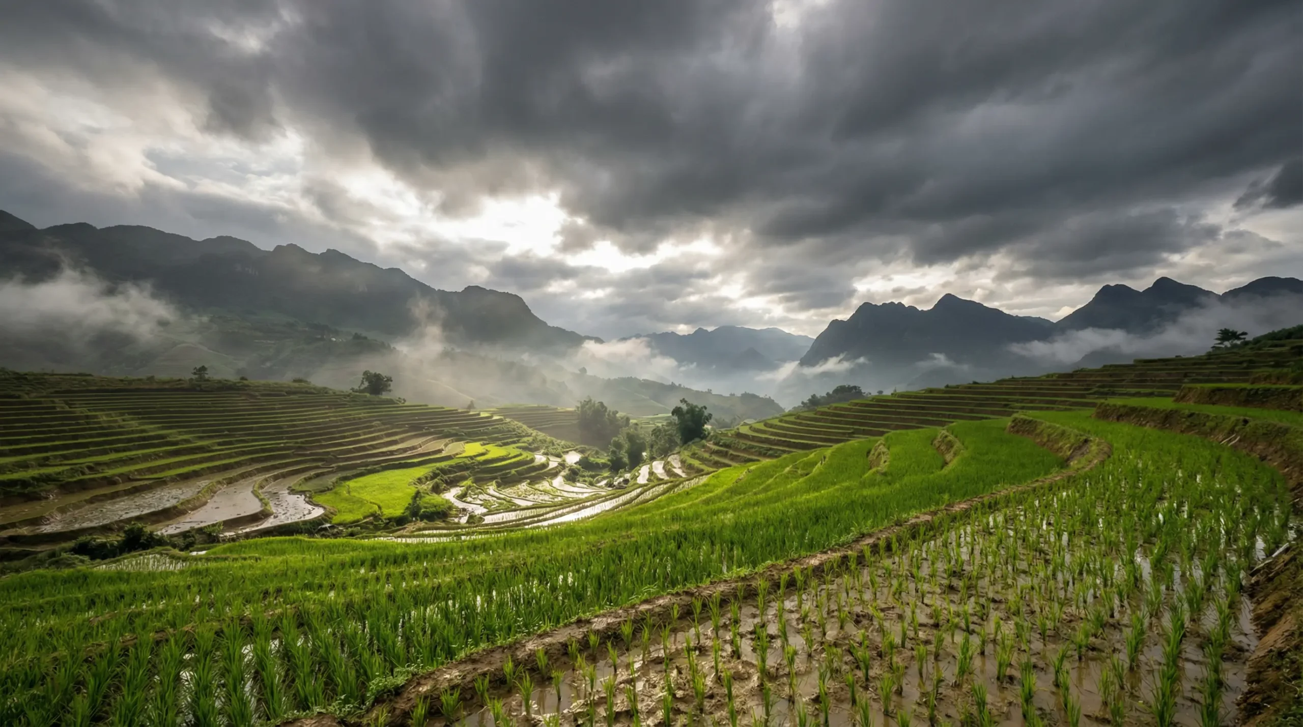 Rizières en terrasse du Nord Vietnam après la mousson, végétation vert intense